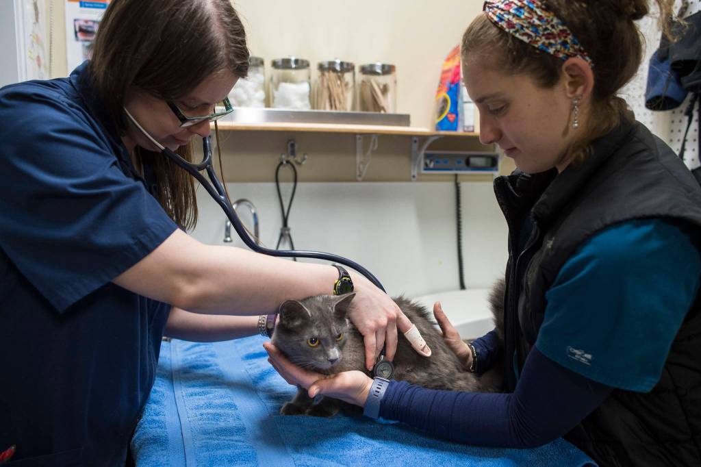 Dr. Jennifer Tobiason, of the Southeast Alaska Animal Medical Center, left, and Clinic Director Alicia Harris give a check up to a cat at the Gastineau Humane Society on Friday, Dec. 28, 2018. The society is starting the new year with a name change to Juneau Animal Rescue. (Michael Penn | Juneau Empire)