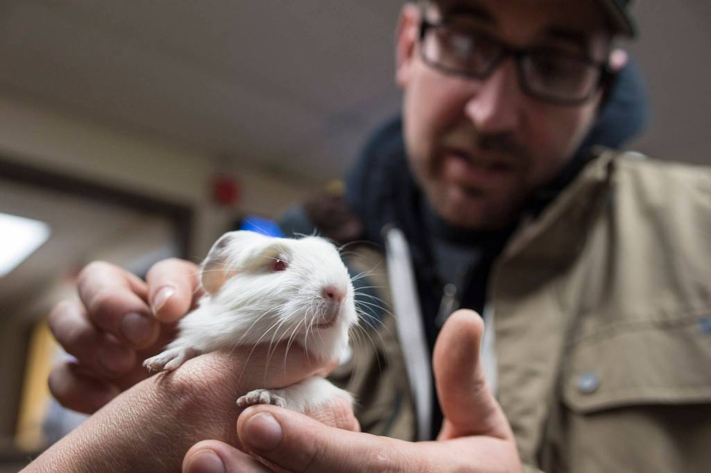 James Bontadelli takes a look at a new albino guinea pig at the Gastineau Humane Society on Friday, Dec. 28, 2018. The society is starting the new year with a name change to Juneau Animal Rescue. (Michael Penn | Juneau Empire)