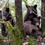 In this September 2016 photo, a sow black bear, known as Nikki, beds down for a nap in the woods near Steep Creek after consuming a coho salmon at the Mendenhall Glacier Visitor Center. (Michael Penn | Juneau Empire File)
