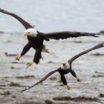 Bald eagles fight over salmon on the outgoing tide near the Macaulay Salmon Hatchery on Tuesday, July 17, 2018. (Michael Penn | Juneau Empire)