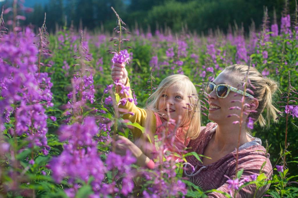 Jessica Keeler and her daughter, Lilly, 3, pick fireweed petals at Kaxdigoowu Héen Dei Park to make jelly on Monday, July 23, 2018. (Michael Penn | Juneau Empire)