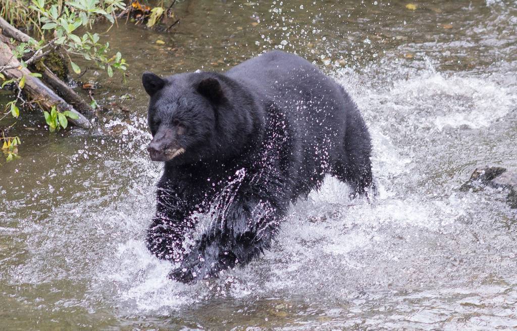 A male black bear chases spawning sockeye salmon in Steep Creek at the Mendenhall Glacier Visitor Center on Thursday, August 16, 2018. (Michael Penn | Juneau Empire)