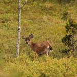 Hunting in the age of internet trolls