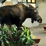 This Jan. 7, 2019 photo provided by Anchorage Regional Hospital shows a moose that had wandered into its therapy facility in Anchorage, Alaska, through doors that were stuck open because of extreme cold temperatures. The moose chomped on some plants in the lobby and stuck around for about 10 minutes before leaving the building. (Alaska Regional Hospital via the Associated Press)