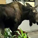 A moose walks into an Anchorage hospital, finds a snack