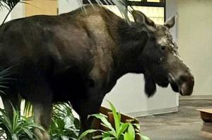 A moose walks into an Anchorage hospital, finds a snack