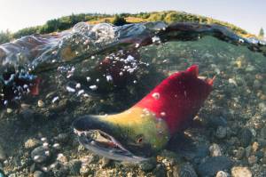 Solving the salmon problem