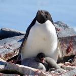 Antarctica on the solstice: Juneau couple spends holidays with thousands of penguins, near-constant daylight