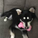 Dixie, a year-and-a-half old husky, is pictured. A truck with a snowplow on it hit and killed Dixie on Thursday. (Courtesy Photo | Emily Carrillo)