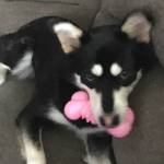 Truck plowing snow hits, kills dog