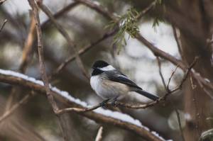 Writers’ Weir: Chickadee Politics