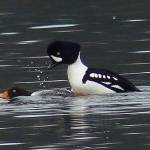 A female Barrows goldeneye mates with the male she has chosen from a group of competing males. (Courtesy Photo | Bob Armstrong)