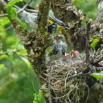 A hybrid mating of yellow-rumped warblers: a male yellow-throated audubon form and a female white-throated myrtle form. (Courtesy Photo | Bob Armstrong)