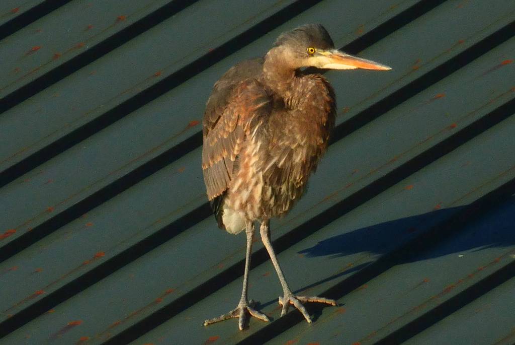 A great blue heron looks for lunch atop Merchants Wharf on Feb. 3, 2019 in downtown Juneau. (Courtesy Photo | Denise Carroll)