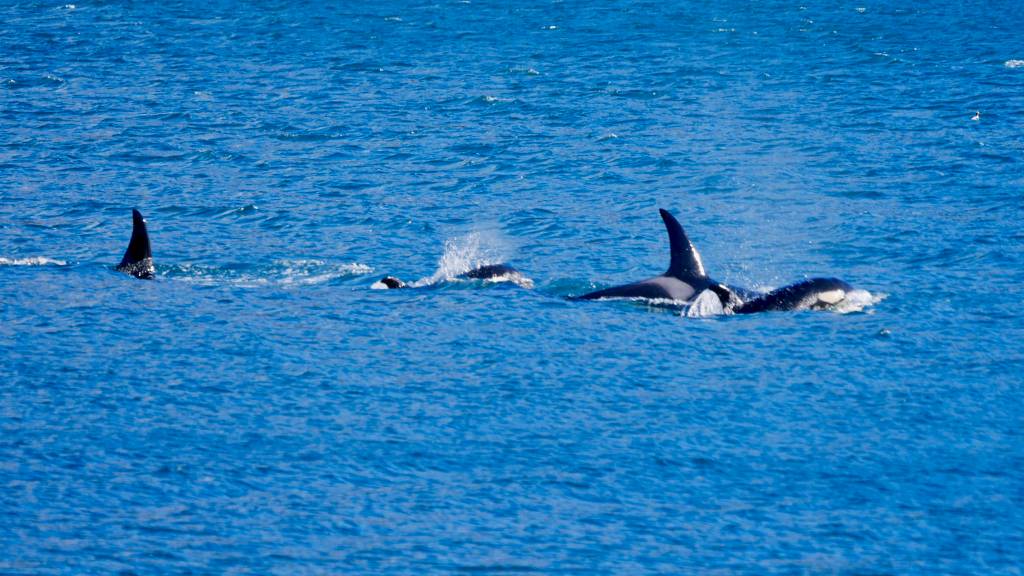 Orcas return to Gastineau Channel on Feb. 16, 2019. (Courtesy Photo | Janine Reep)