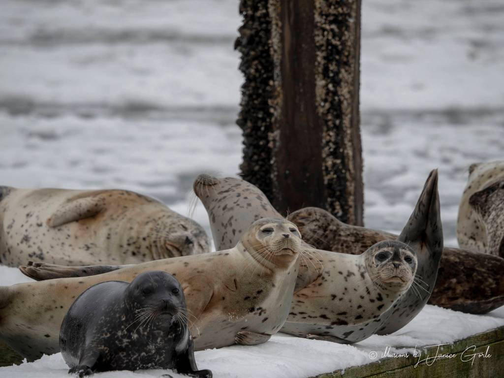 Harbor seals relax on a dock on Feb. 13, 2019. (Courtesy Photo | Janice Gorle)