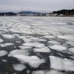 Ice builds up in the Don D. Statter boat harbor in Auke Bay on Monday, Feb. 4, 2019. (Michael Penn | Juneau Empire)