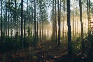 Opinion: Roadless Rule and the Tongass should remain intact