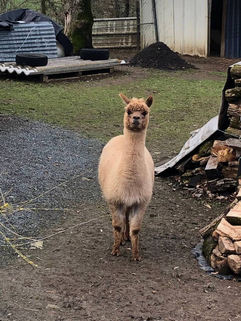 A wallaby. (Bridget McTague | For the Juneau Empire)