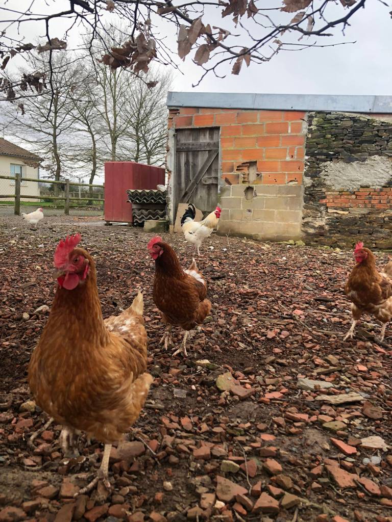 Chickens that dont need to live in fear of bears. (Bridget McTague | For the Juneau Empire)