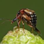 These small insects do big things for the environment