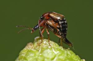 These small insects do big things for the environment