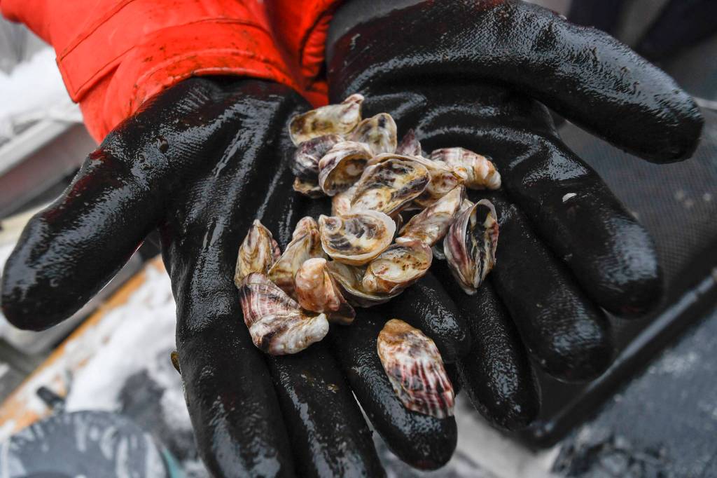 Meta Mesdag holds a handful of oysters at her Bridget Cove farm on Tuesday, Feb. 12, 2019. The oyster are expected to be ready for market by next winter. (Michael Penn | Juneau Empire)
