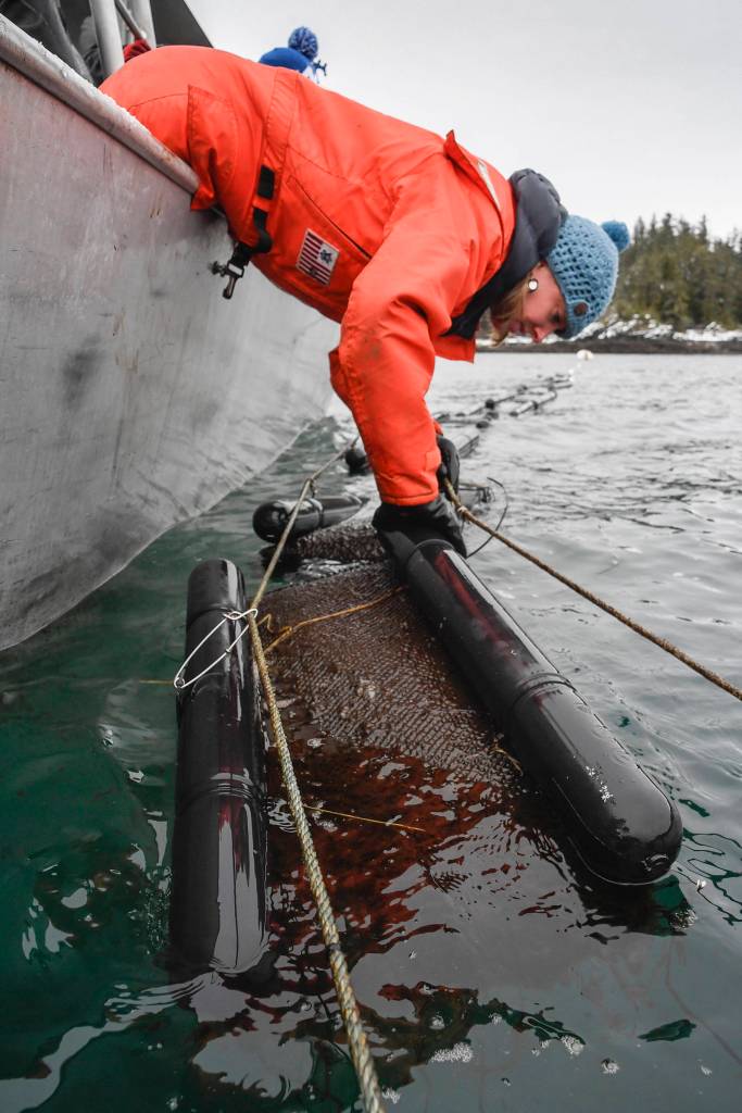 Meta Mesdag connects an oyster cage at her Bridget Cove farm on Tuesday, Feb. 12, 2019. (Michael Penn | Juneau Empire)