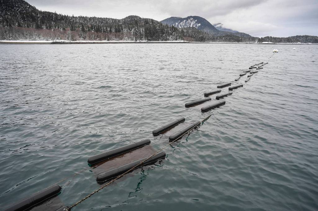 Oyster cages float at Meta Mesdags Bridget Cove farm on Tuesday, Feb. 12, 2019. (Michael Penn | Juneau Empire)