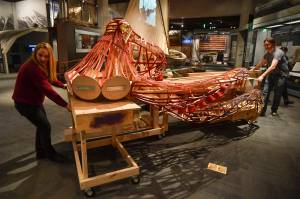 State museum wants help finishing ‘fantastically large’ octopus project