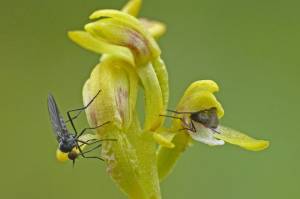 The world would be a filthier place without these pests