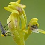 Dance flies visit and pollinate an early coralroot orchid. (Courtesy Photo | Bob Armstrong)