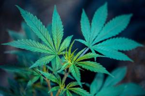 Dunleavy spokesman: Governor has no intention to roll back legal marijuana