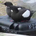 A bad summer for birds on Cooper Island