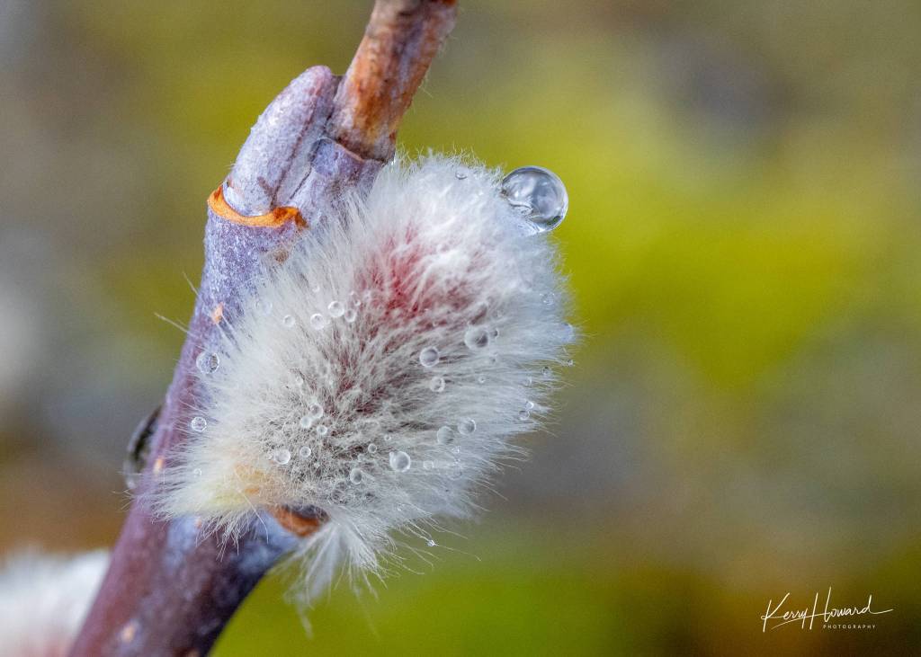 The first pussy willow of the season at the Mendenhall Glacier area on March 11, 2019. (Courtesy Photo | Kerry Howard)