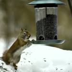 A red squirrel raids a bird feeder on March 2, 2019. (Courtesy Photo | Linda Shaw)