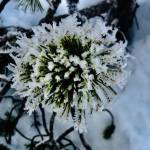 A snowy scrub pine explodes like fireworks in Auke Meadow, Jan. 18.                                 Courtesy Photo | <strong>Denise Carroll</strong>