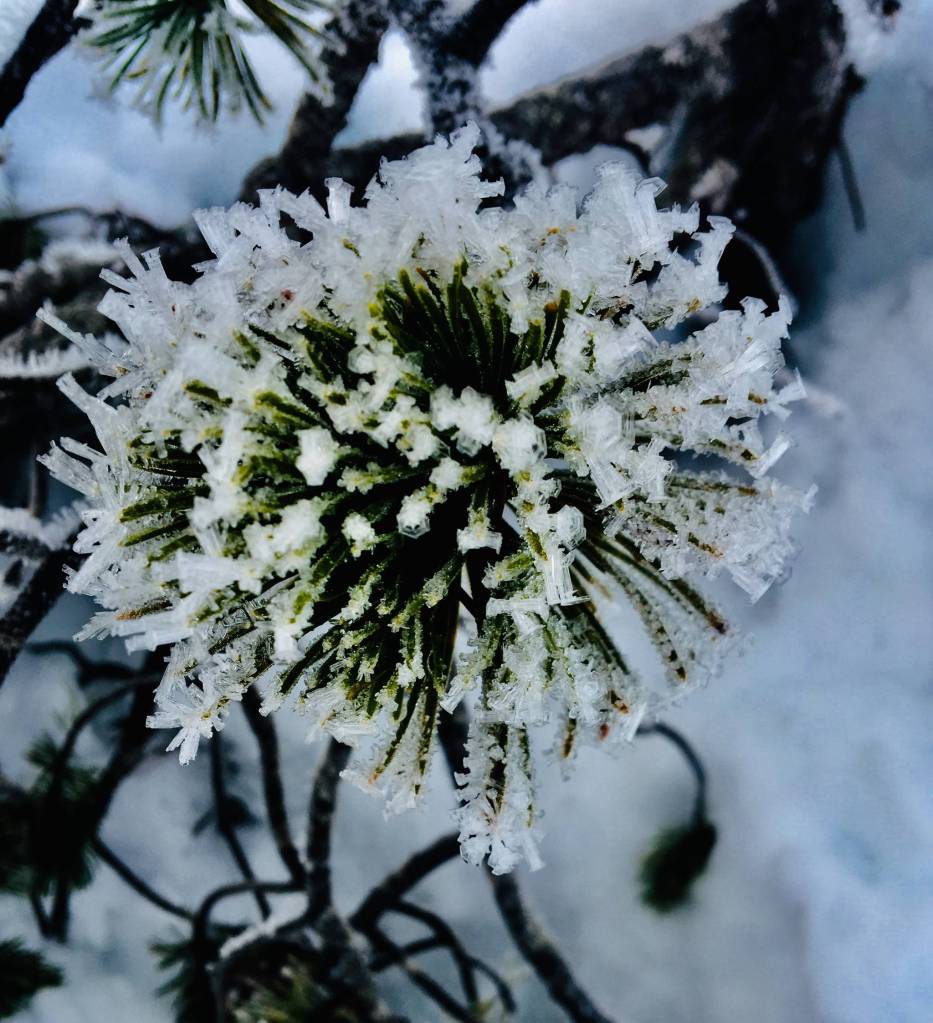 A snowy scrub pine explodes like fireworks in Auke Meadow, Jan. 18.                                 Courtesy Photo | <strong>Denise Carroll</strong>