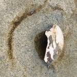 Seashell and seaweed form a pattern on Boy Scout Beach, March 22, 2019. (Courtesy Photo | Denise Carroll)