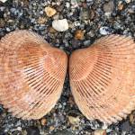Angel wings found on Boy Scout Beach Boy Scout Beach, March 22, 2019. (Courtesy Photo | Denise Carroll)
