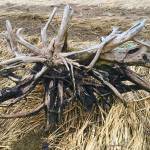 A starburst of driftwood on Boy Scout Beach, March 22, 2019. (Courtesy Photo | Denise Carroll)