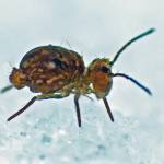 Arthropods invade the land