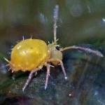 A springtail on bear scat. (Courtesy photo | Bob Armstrong)