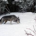 The Riley Creek pack’s sole survivor