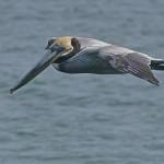 Brown pelicans are common on the docks, on the beaches, and plunging into schools of sardines. (Courtesy Photo | Bob Armstrong)