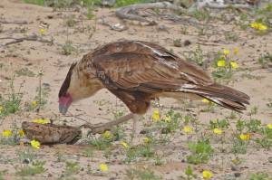 Winter in Baja offers change of scenery