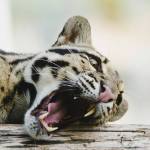 An ocelot. (Unsplash)