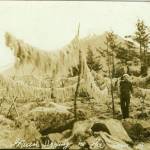 In this photo from the William L. Paul Sr. Archives, herring eggs dry on the beach in Sitka circa 1900 (Courtesy Photo | Sealaska Heritage Institute)