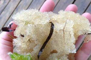 Planet Alaska: Woven with herring