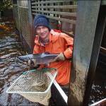 University of Alaska Southeast intern Donovan Bell counts anadromous fish species as they pass through the Auke Creek weir near Juneau. (Courtesy Photo | For Fireside Lecture Series)